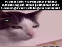 Die entnervte Katze des Planungschaos