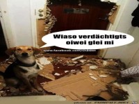 warum verdaechtigst immer mich