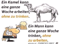 Unterschied Kamel und Mann