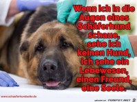 die Augen eines Sch�ferhundes,...
