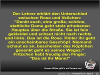 Der Lehrer erklärt den Unterschied zwischen Rose und...