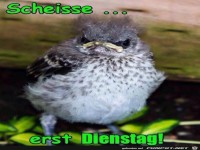 Dienstag