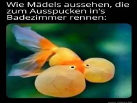 Lustiger Vergleich mit Goldfisch