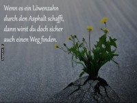 Asphaltknacker: Die Lwenzahn-Motivation