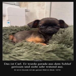 Carl-der-mrrische-Morgenmuffel.jpg von Felia-1998