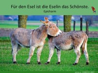 F�r den Esel