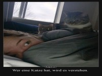 Katzige Weckdienst inklusive Kuscheln