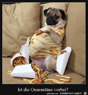 Hund-auf-dem-Sofa.jpg auf www.funpot.net