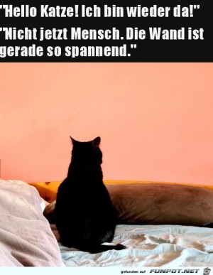 Katze-ist-beleidigt.jpg auf www.funpot.net