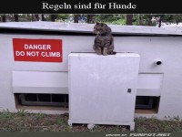 Katze trotzt Verbotsschild