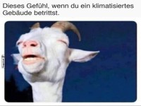 Kühle Brise trifft auf Ziege!