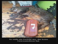 Katzenspa� oder Blumentopf-Panne?