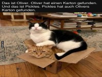 Doppelstockkatzen: Der Karton-Kampf