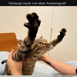 fun-Bild: Wenn Katzen regieren: Der neue Sonnenk&ouml;nig!