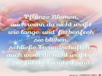 pflanze Blumen