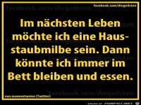 diegeilsten Hausstaubmilbe