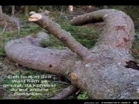 im Wald