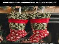 Gr�ner Weihnachtszauber