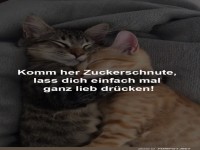 Katzenkuscheln: Die s��este Umarmung des Tages