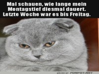 Montagskatze: Ein tierischer Wochenstart