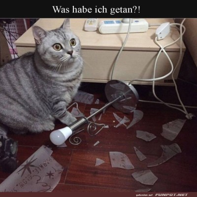 Katzenlogik:-Alles-war-ein-Unfall!.jpg von Queen92