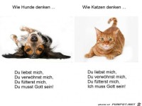 wie hunde katzen denken