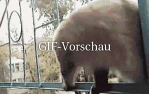 Lustige Katze
