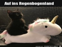 Katze auf Einhorn