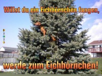Eichh�rnchen