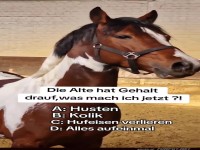 Pferd mit witzigem Text