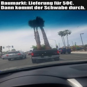 fun-Bild: Kreative Palmen-Lieferung mal anders!