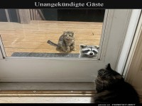 Türsteher-Katze und die Überraschungs-Party