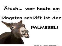 Der fr�he Esel hat den Lacher auf seiner Seite!