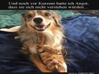 Wenn Hund und Katze beste Freunde werden