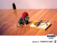 Maus