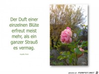 Der Duft einer einzelnen Bl�te