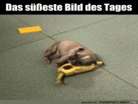 Wie lieb ist das denn