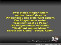 Zwei stolze Pinguin-Eltern warten darauf