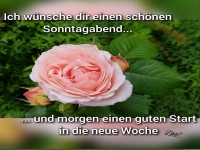 Rose Sonntag.Neue Woche