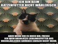 Typisch Katze eben