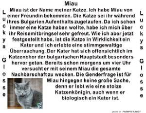 Miau.jpg auf www.funpot.net
