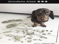 Hund mit zerbissenen Sandalen