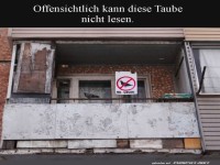 Taube ignoriert Leseschild auf Balkon
