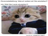 Der Gesch�fts-Kater mit Einstellung!