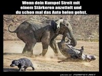 Wenn Elefanten in den Ring steigen