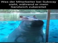 Wenn das Nilpferd dein Sandwich checkt!