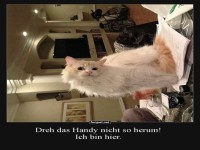 Welt aus Katzenperspektive!