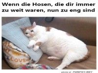 Katzen-Krise: Die Hosen passen nicht mehr!