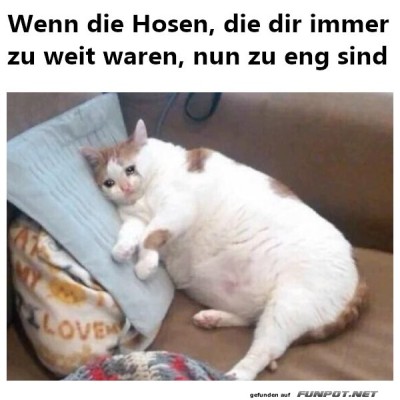 Katzen-Krise:-Die-Hosen-passen-nicht-mehr!.jpg von Mareike-21