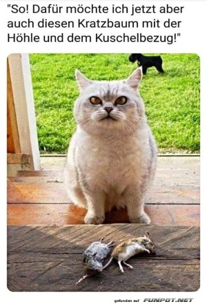 Katze---sieh-mal-was-ich-dir-mitgebracht-habe.jpg auf www.funpot.net